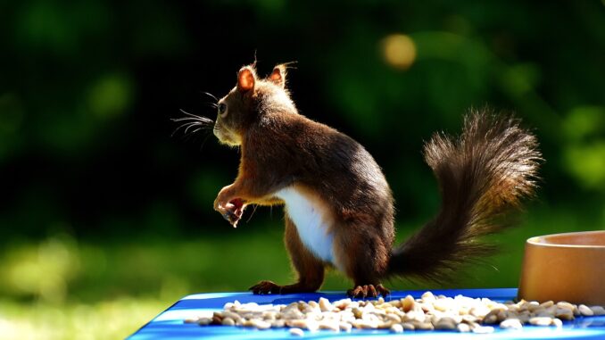 squirrel, peanuts, feed