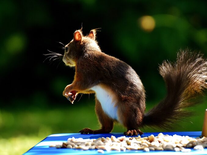 squirrel, peanuts, feed